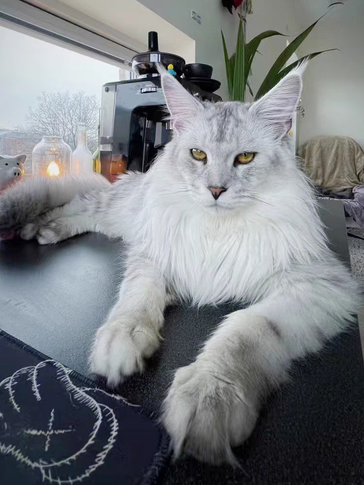 猫舍直销,批发价出售,缅因猫